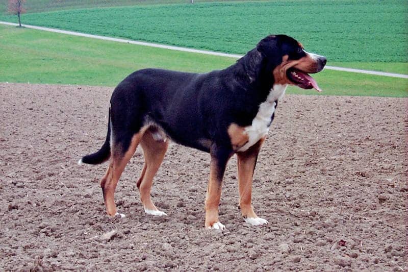 Duży szwajcarski pies pasterski