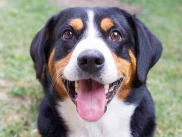 Entlebucher