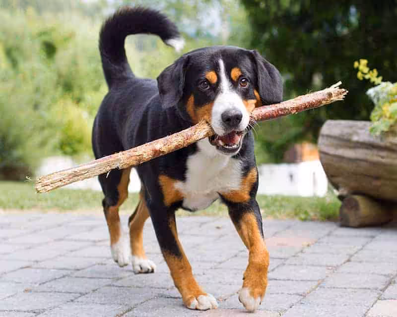 Entlebucher charakter