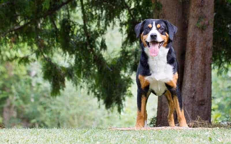 Entlebucher choroby