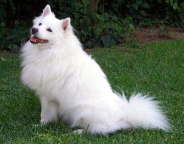 Eskimo Dog