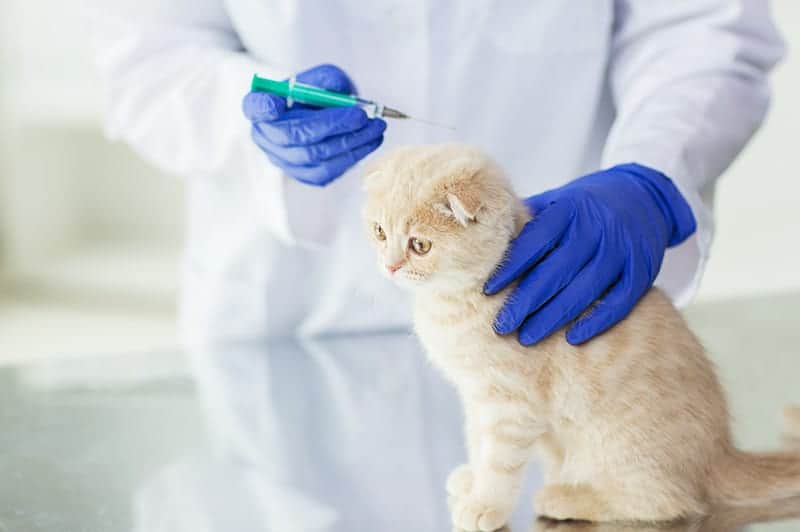 Wielocystowatość nerek u kota leczenie