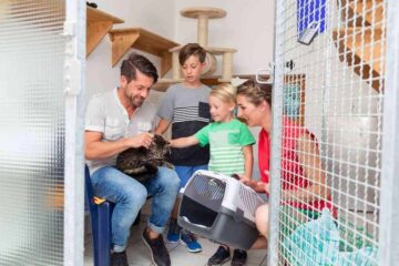 Adopcja kota