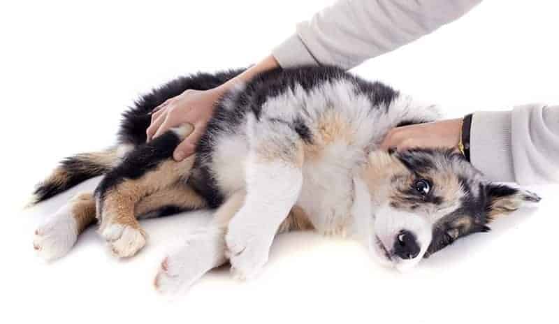Przyczyny zaburzeń neurologicznych u psa