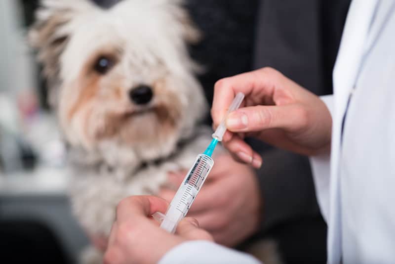 Ile kosztuje szczepienie psa?