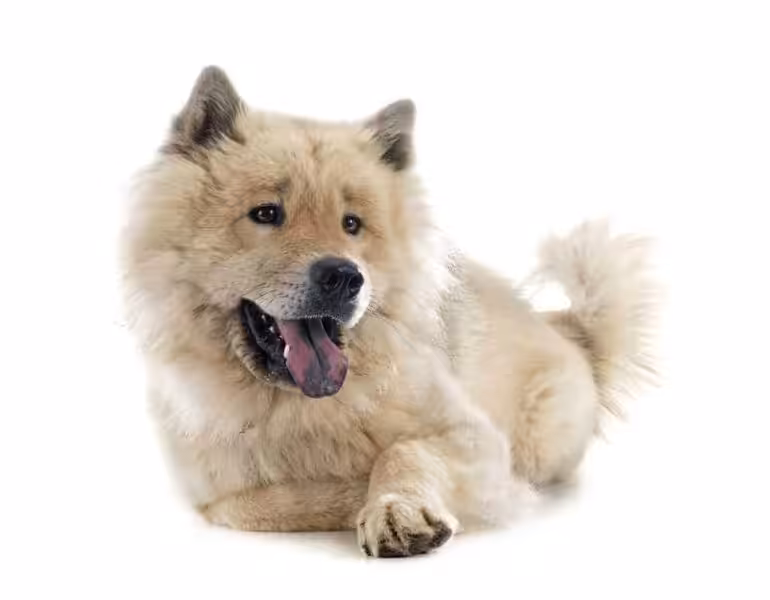 Eurasier