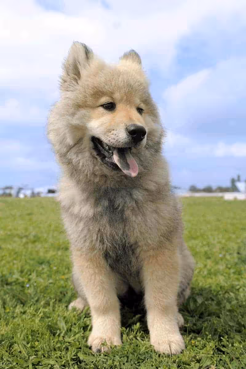Eurasier charakter