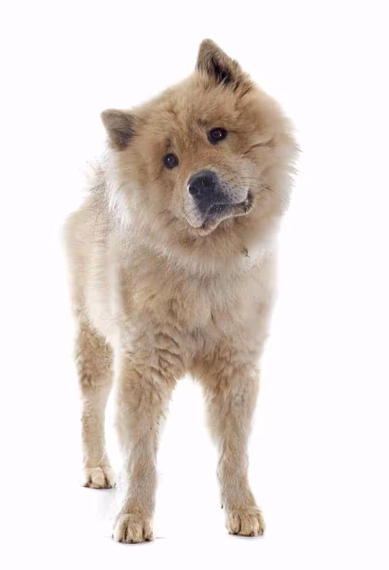 Eurasier choroby
