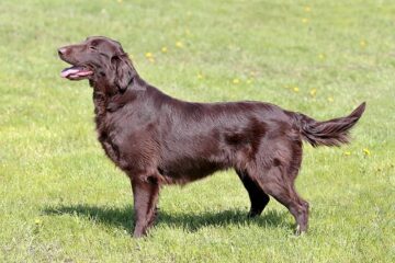 Flat coated retriever