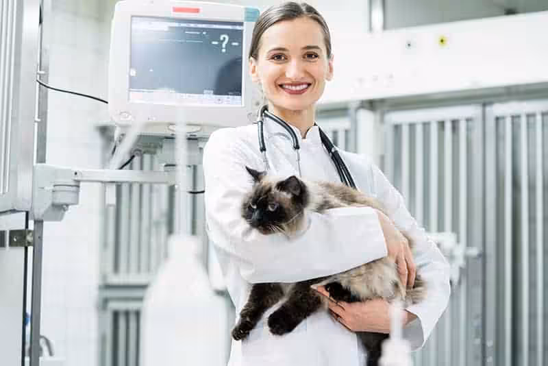 Szpital dla psa i kota: czego się spodziewać i jak przygotować zwierzaka? - Co w Sierści Piszczy Częste pytania, zadawane przez opiekunów psów i kotów