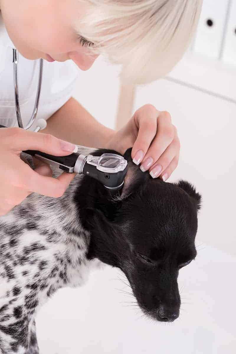 Objawy głuchoty u psa