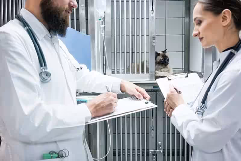 Szpital dla psa i kota: czego się spodziewać i jak przygotować zwierzaka? - Co w Sierści Piszczy Szpital dla psa i kota