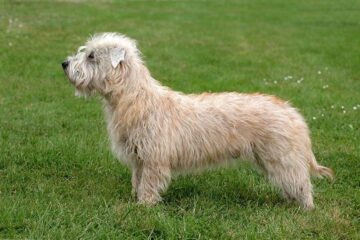 Glen of imaal terrier