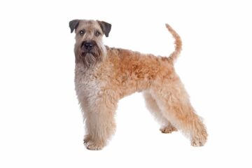 Irish soft coated wheaten terrier