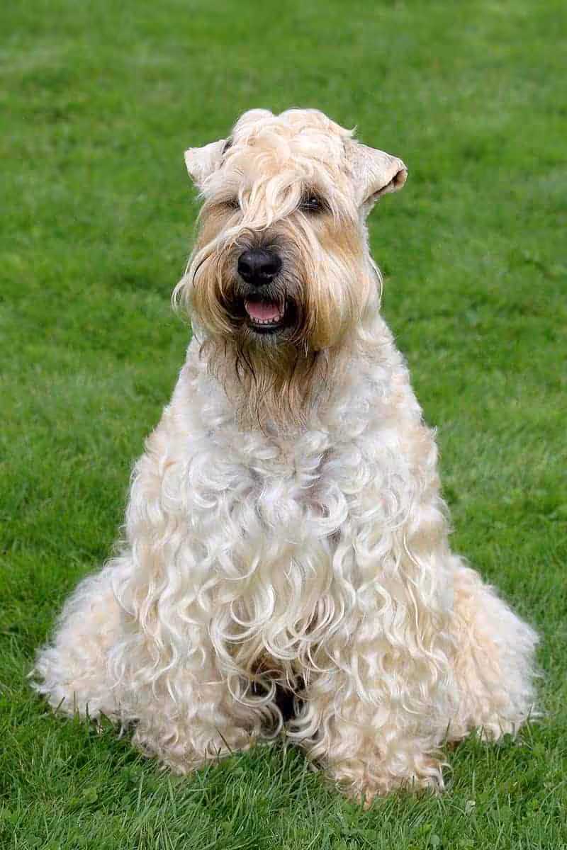 Soft coated wheaten terrier charakter