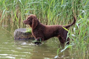 Irlandzki spaniel dowodny