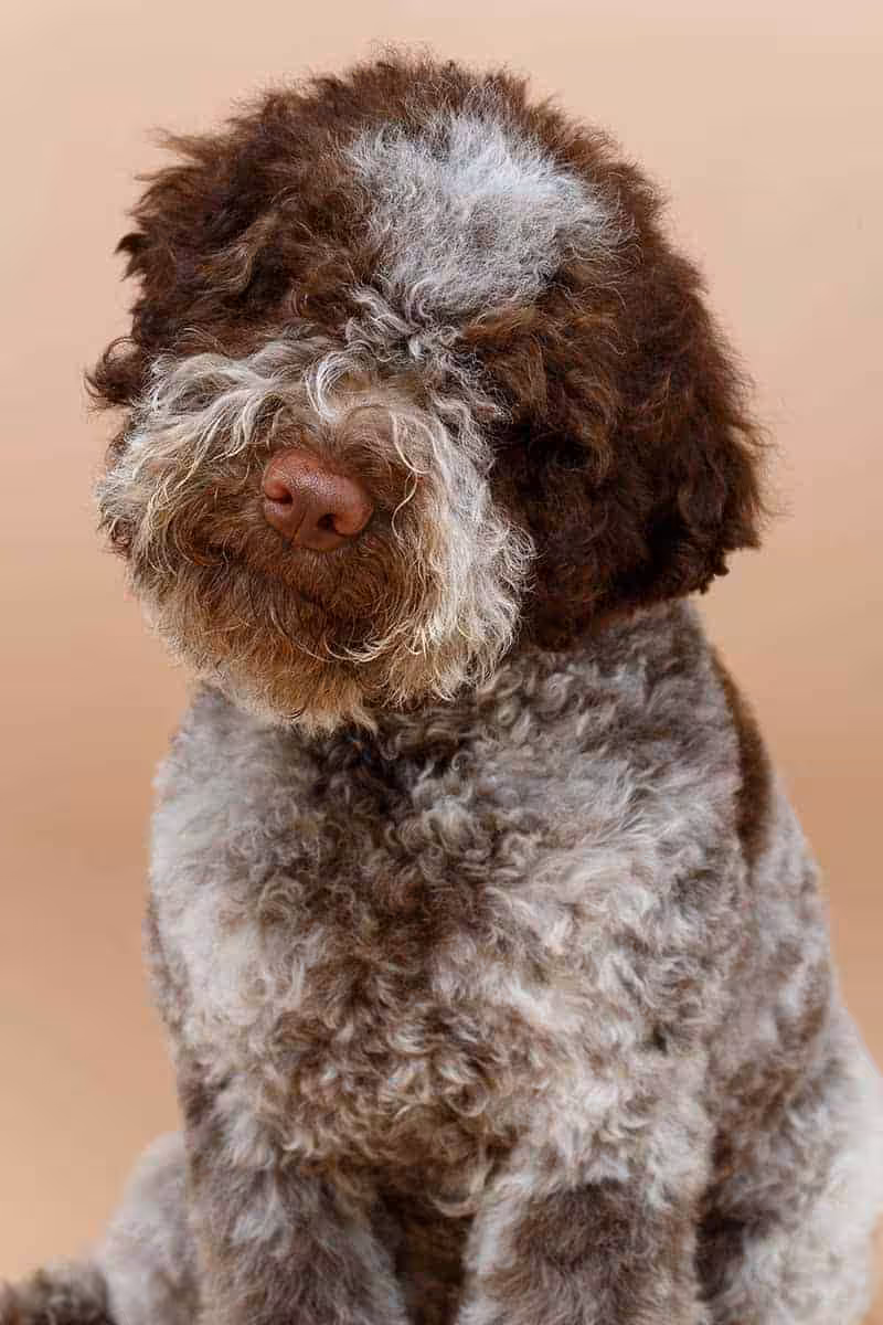 Lagotto romagnolo charakter Lagotto romagnolo charakter