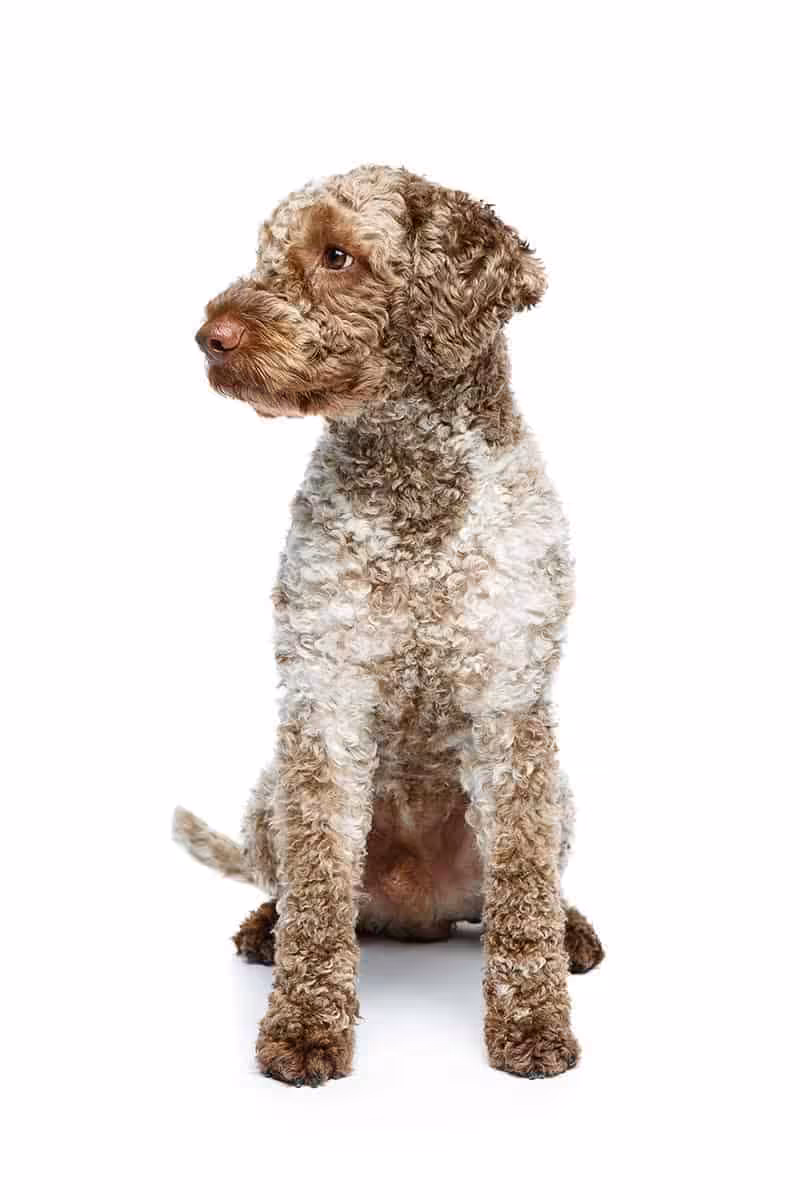 Opis rasy Lagotto romagnolo Opis rasy Lagotto romagnolo