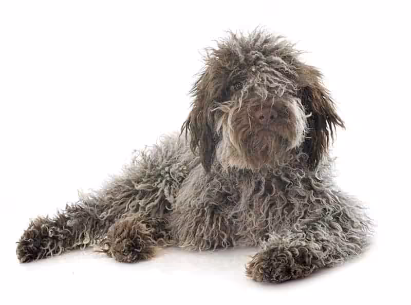 Lagotto romagnolo Lagotto romagnolo