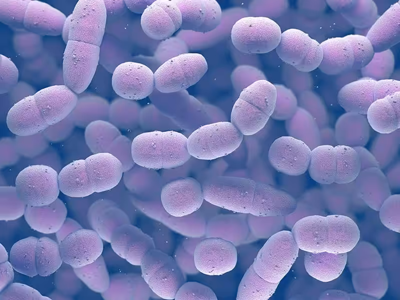 Zapalenie opon mózgowych u psa: objawy i leczenie - Co w Sierści Piszczy Bakterie, które są przyczyną choroby | Bakteria Streptococcus