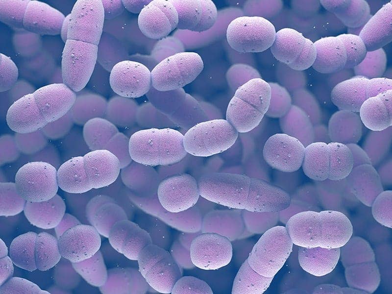 Bakterie, które są przyczyną choroby | Bakteria Streptococcus