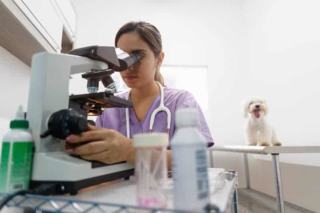 Cytologia u psa i kota