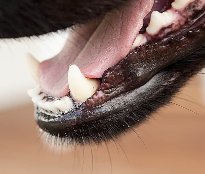 Profilaktyka chorób jamy ustnej u psa
