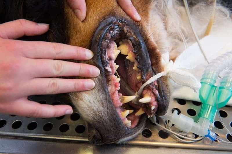 Przygotowanie psa do sanacji jamy ustnej