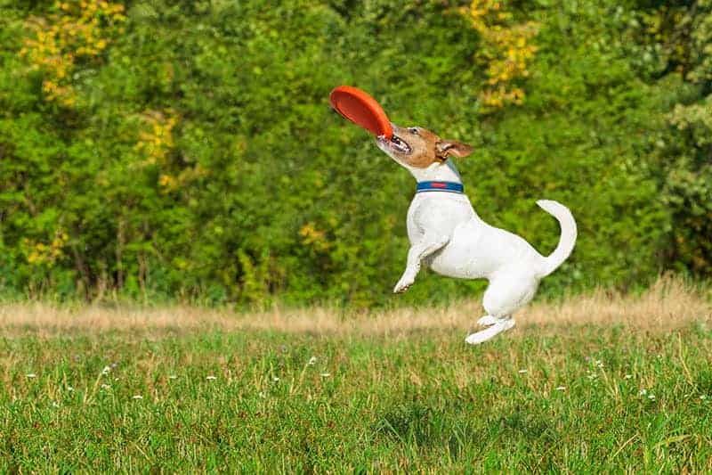 Sport dla psa: dogfrisbee