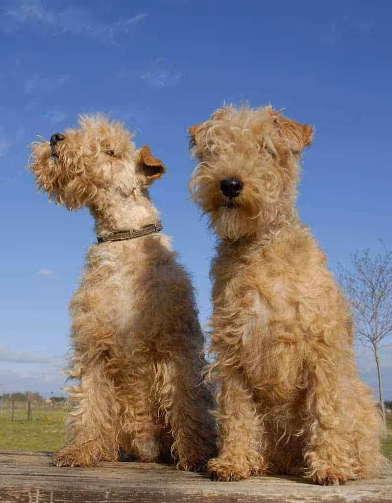 Lakeland terrier charakter