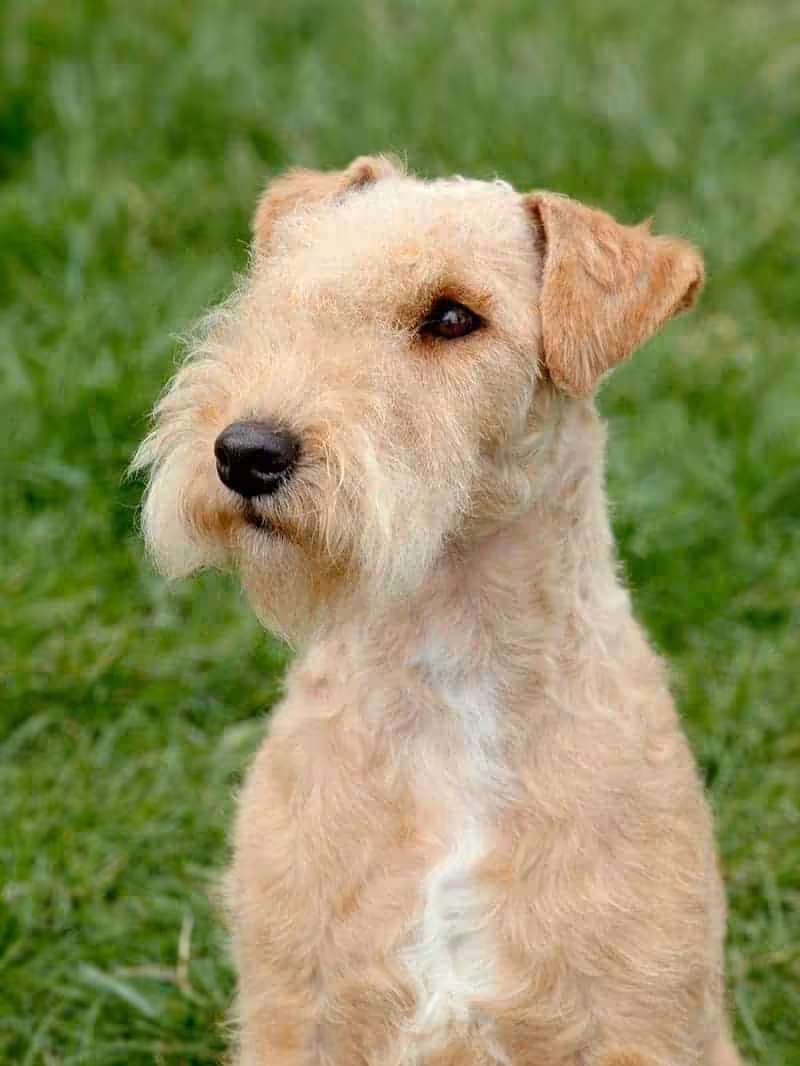Lakeland terrier choroby