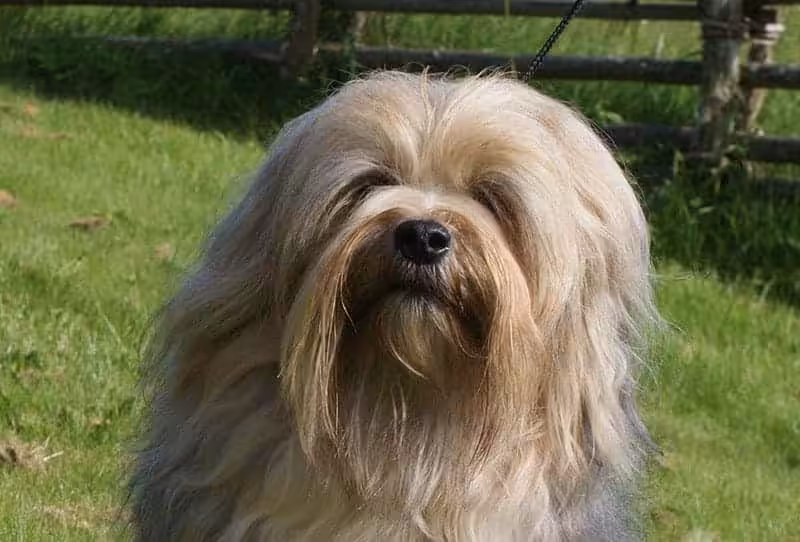 Lwi piesek choroby
