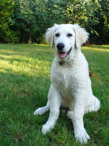 Kuvasz