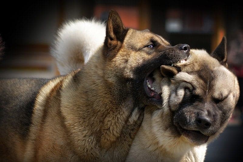Psy o zachowaniach agresywnych