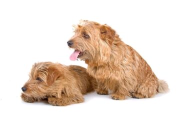 Norfolk terrier