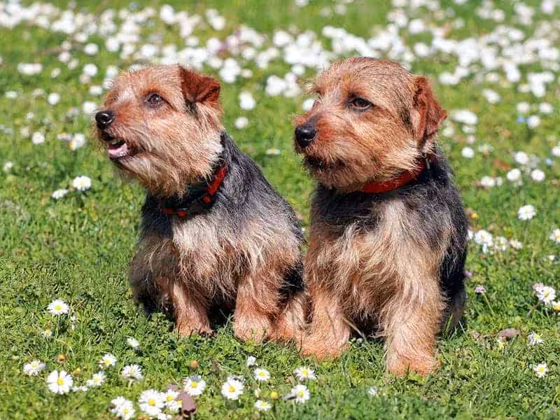 Norfolk terrier charakter