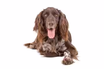 Münsterländer