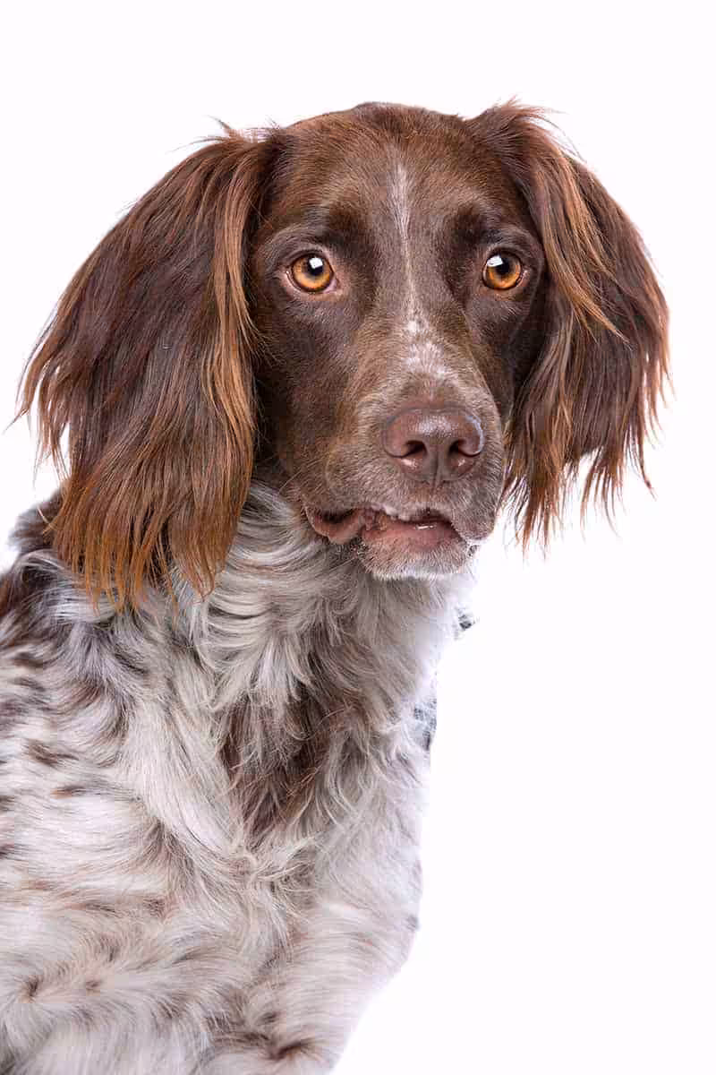 Münsterländer choroby