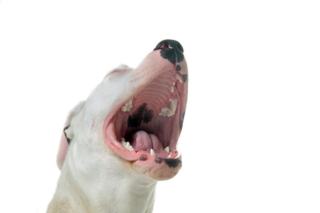 Wymiana zębów u psa