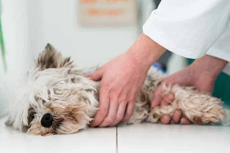 Objawy białaczki u psa
