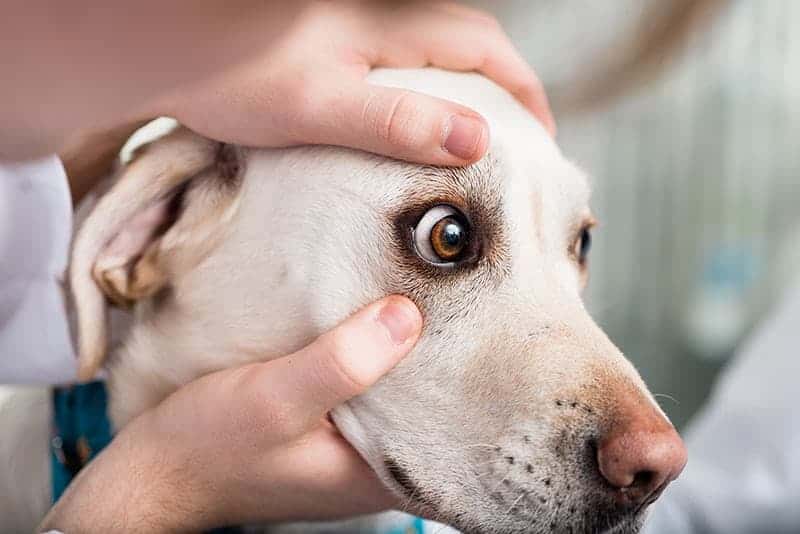 Wstrząs po szczepieniu psa