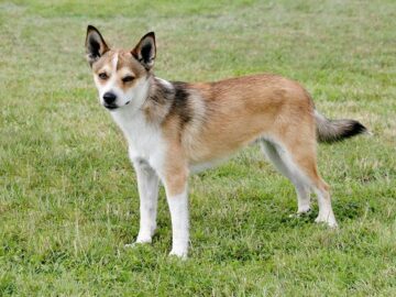 Norsk lundehund