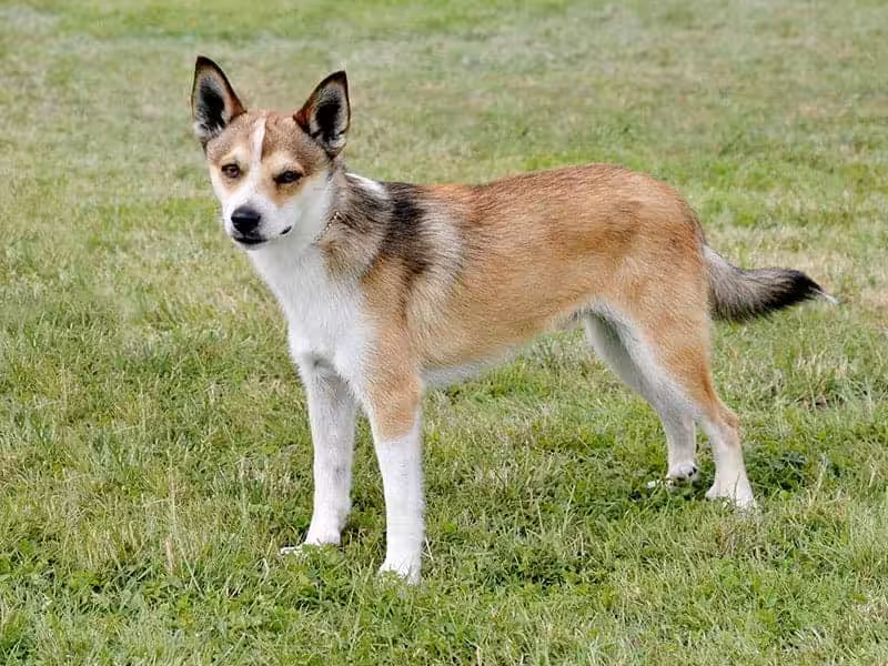 Norsk lundehund