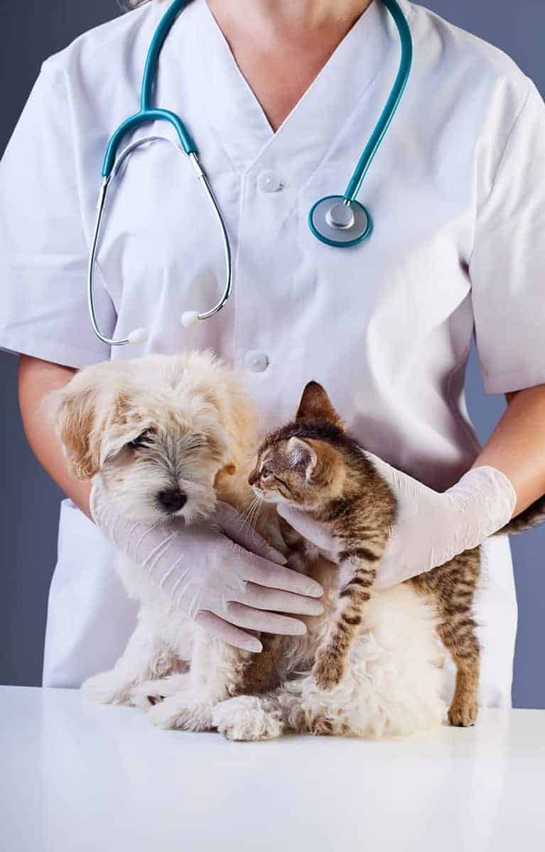 Koronawirus u psa i kota