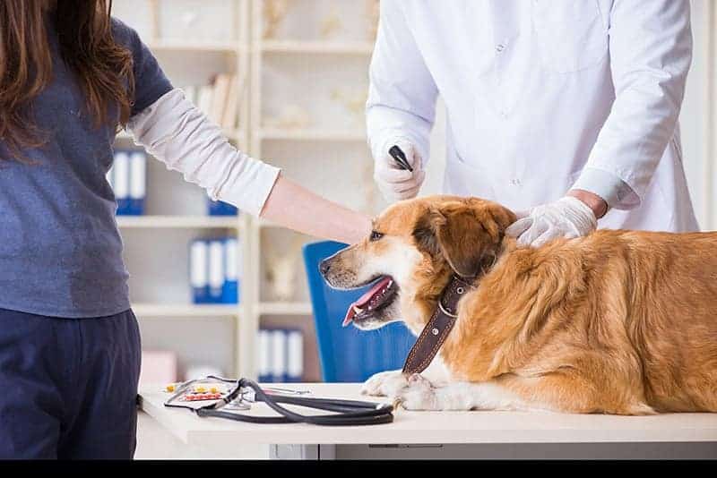 Leiszmanioza u psa objawy kliniczne