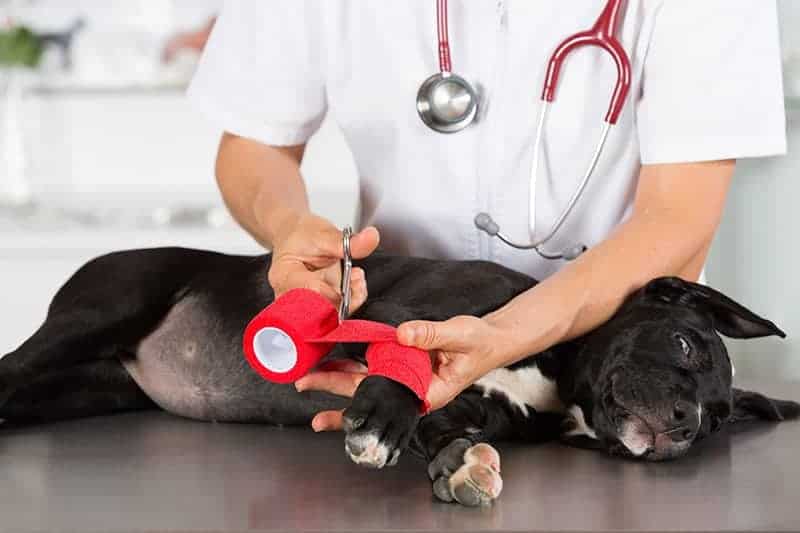 Leczenie martwicy skóry u psa