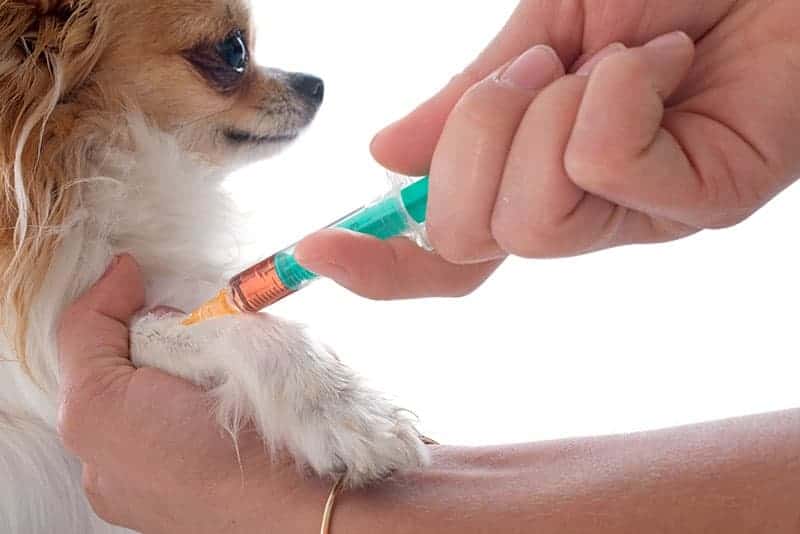 Rodzaje chemioterapii stosowane u psa i kota