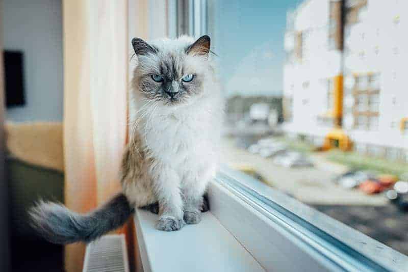 Siatka na okno dla kota