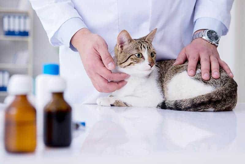 Leczenie syndromu urologicznego kotów