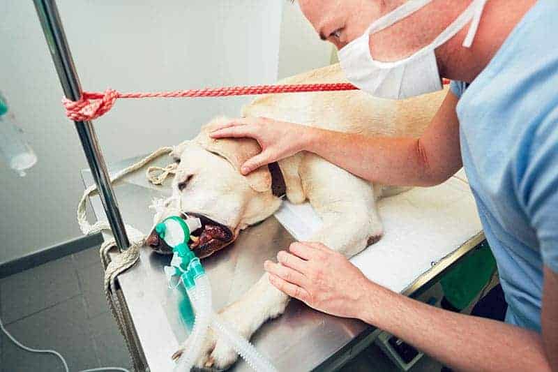 Tłuszczaki u psów leczenie chirurgiczne
